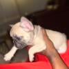 Tri Fawn Female French Bulldog Puppy For Sale