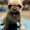 Fluffy French Bulldog pups