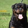 ROTTWEILER STUD