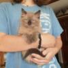 Ragdoll Kittens female & male