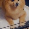 2 Pomeranians Rehome