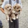 cavapoo 8 Weeks old