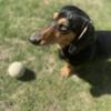 16-Month Old Dachshund Needs New Home