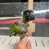 Baby Nanday- black hooded parakeet