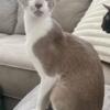 CFA Orietnal Shorthair female- spayed