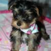 AKC Yorkie Puppies for sale