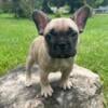 AKC registered french bulldog puppy