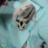 Sugar Glider Baby boy white mosaic