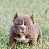 Extreme bull female puppy. Abkc papers.