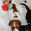 Miniature Dachshund Puppy 