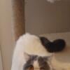 CFA Adult Female Exotic shorthair Persian she is Blue & White Van