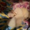 Siamese Kittens born 10/4