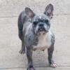 Female French bulldog