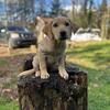 Labrador puppies 