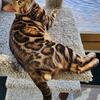 Bengal cat stud service TICA Registered Proven breeder 