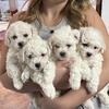  Bichon Frise Puppies UKC hypoallergenic