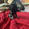 AKC registered Field & Family GSP Pups - - Champion bloodlines - - ready to go around Christmas!