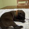 AKC Belgian Malinois