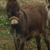 Mini Donkey