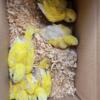 Yellow Quakers HATCHED 2024