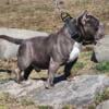 2 year old Male American Bully