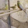 Red Rump parakeet and Canaries 4sale