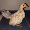 Young serama chickens available