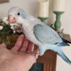 Beautiful Handfed Blue Opaline Baby