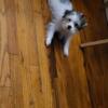 Morkie Puppies 