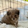 Malshi puppies for sale