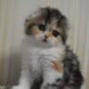 Scottish fold and Scottish straight kittens for sale