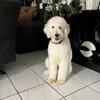 4 Month Old Male Standard Poodle Friendly & Obedient!