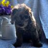 Mini Goldendoodle siblings