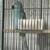 Breeding pair of Indian Ringnecks 