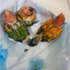 Red factor sun conures babies