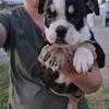 LEXI IS AN ADORABLE LITTLE FEMALE ENGLISH BULLDOG