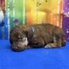 AKC Standard Poodle Puppies