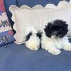 Purebred Havanese puppies