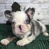 FLUFFY FRENCHIE