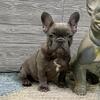 Eloise-  BLUE Female- KY BlueGrass Frenchie Kentucky French Bulldog