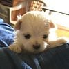 A.K.C. Purebred Maltese Puppies