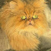 Stud Persian Golden Persian Male -Teacup weight class - CFA  - Located South of Tampa