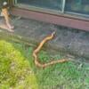 Orange Male Corn Snake W/ Red Eyes & Terrarium