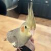 Hand fed baby cockatiels