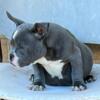 ABKC bully male pup