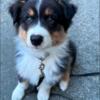 Male Australian Shepherd for rehoming