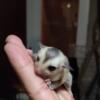 Baby White Face Sugar Glider