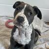 Female Pitbull Puppy Red