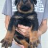 German Rottweiler Puppies