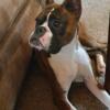 AKC champion lined Boxer puppies